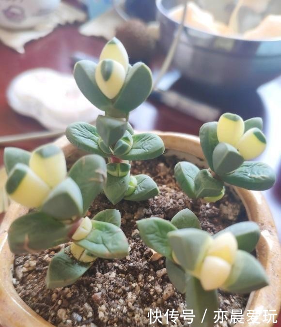 喷药|鹿角海棠药锦是什么意思?就是喷药了,不建议购买,养不活