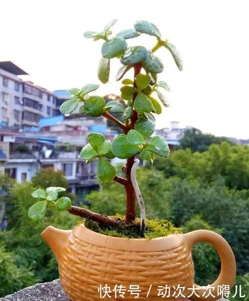 家里有这10种花,多修剪少浇水,能养成高价盆景