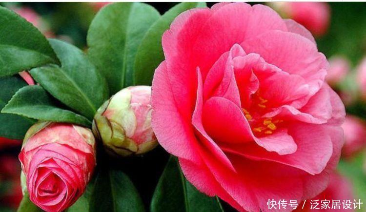 4种花花型圆滚惹人爱,花色艳花量大,开花幽香暗淡