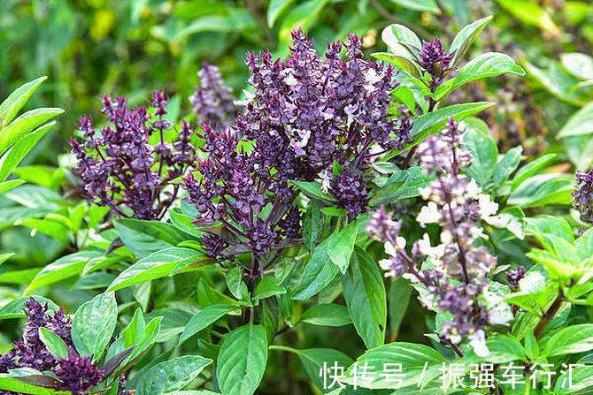 花语|此花芳香四溢,花序层叠如塔,有“九层塔”之称,寓意为协助