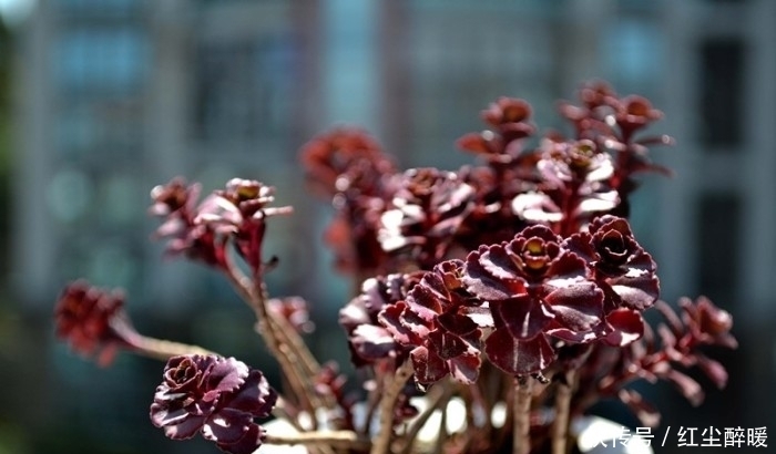 沙漠玫瑰|这4种美丽的盆栽花色鲜艳,花形多姿,很少有人知道