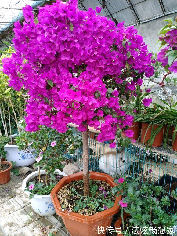 高手的扦插玩法,把以下三角梅养得这么好,只见开花不见叶