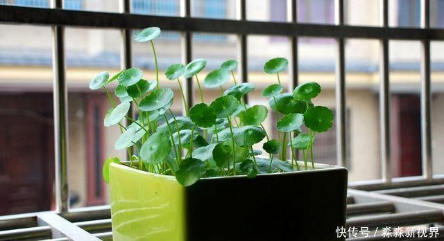 茎干|铜钱草爱长个,却“没型”!2个方法好解决,叶片圆滚滚更好看