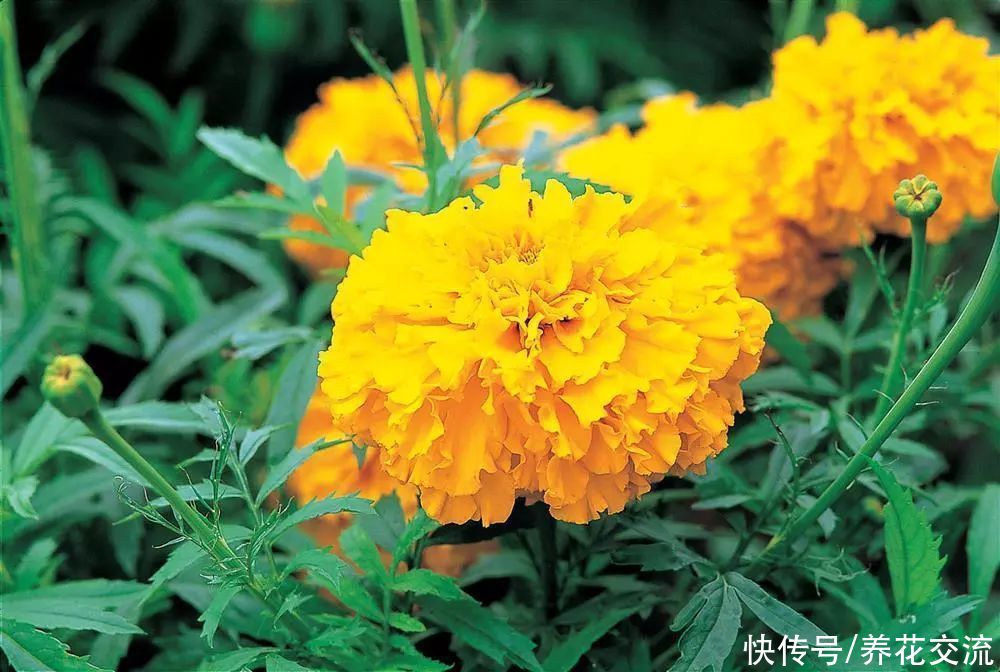  春节前后常见的12种年宵花卉，你家养了哪几种？