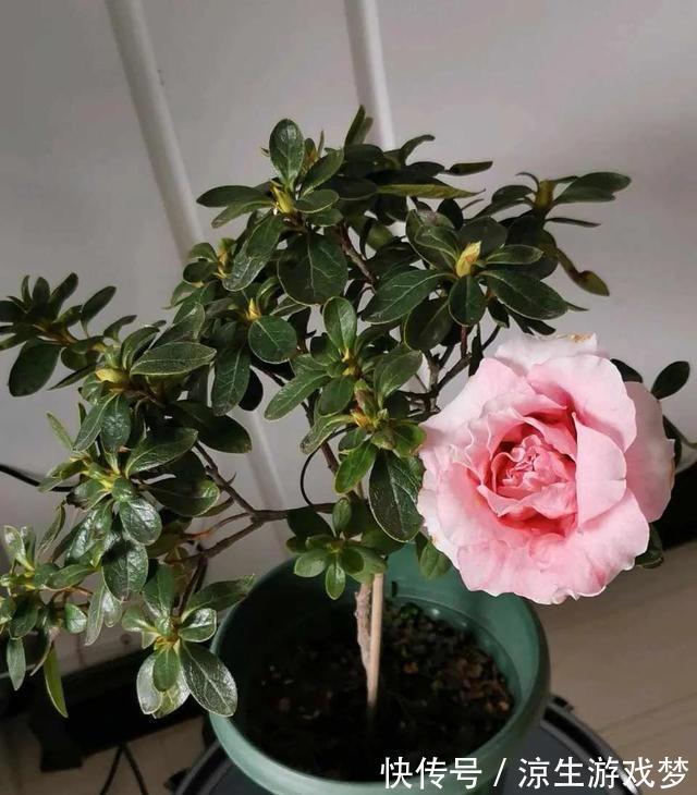 养护|杜鹃花有3怕,难怪会掉苞不开花,避开养护,花朵越开越多