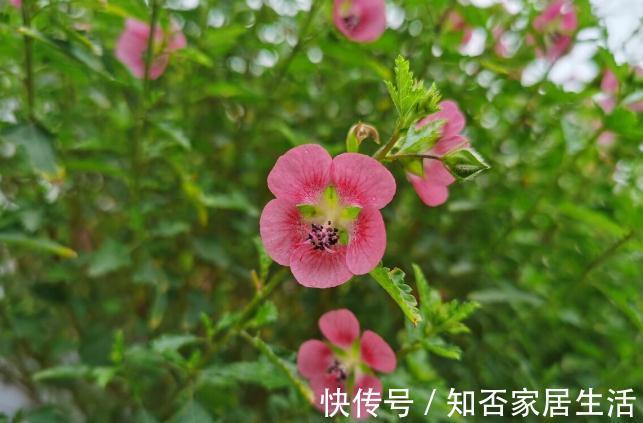 6种“便宜花”,稍加打理养成“棒棒糖”,给多少钱都不卖