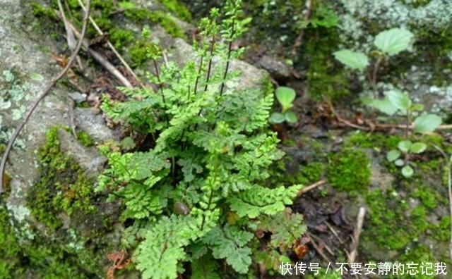 野草|农村这野草很稀罕,有大的观赏价值,还可以用于祛湿