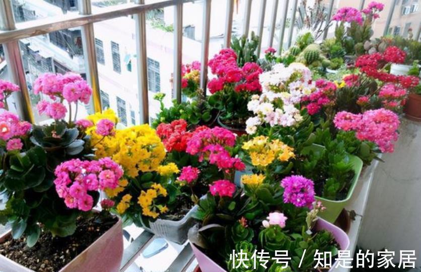 秋冬养花，首选这4种懒人花，富贵大气又好看，养几盆空气更清新