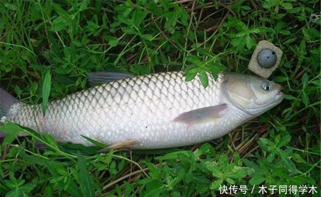夏季|夏季野钓大鱼，遇上走水还挂底，用豆饼翻板钓，钓大鱼很犀利