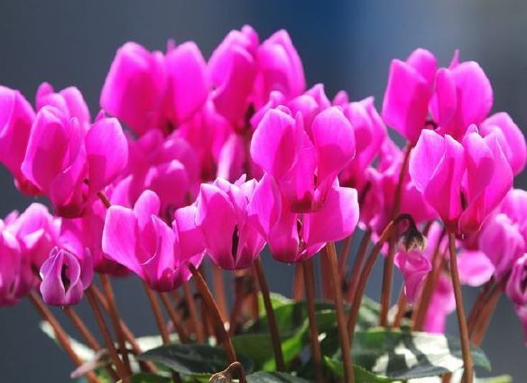 此款花卉比玫瑰还美,漂亮且花期长,烂漫迷人,开花娇艳惹人爱