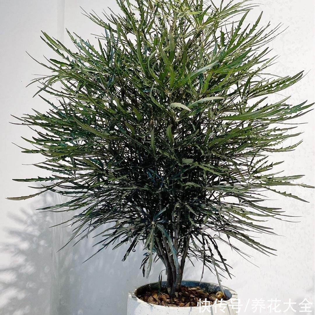 30种观叶植物,能观赏也净化空气,总有一种你养过