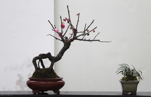 根盘|挑选盆景,需要掌握6个挑选条件,才能挑到精品,再也不用交学费