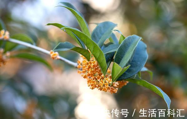 栽种|院子里有空地要种三种树,没空地挤挤也要种,寓意深远