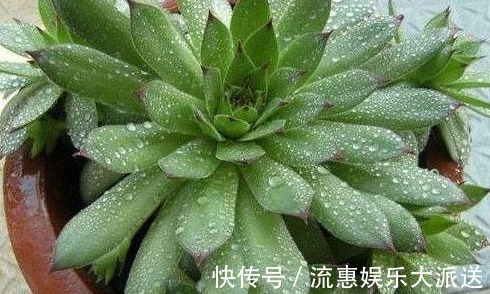 多肉|婆婆把酒精倒在多肉上,没过几天大变样,应该早点那么做