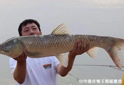 饵料|大鱼只有4种情况下才到浅水,多注意以下细节,才有机会钓到大鱼