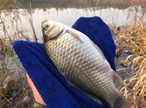 鲫鱼|冬天有这3款专钓鲫鱼的饵料,不必发愁怎么钓大板鲫