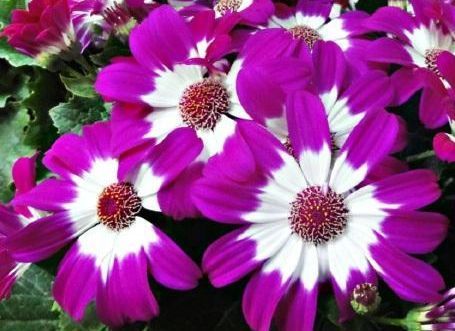 不知道养什么花,不妨看看这些花草,不仅好养殖,开花还爆满