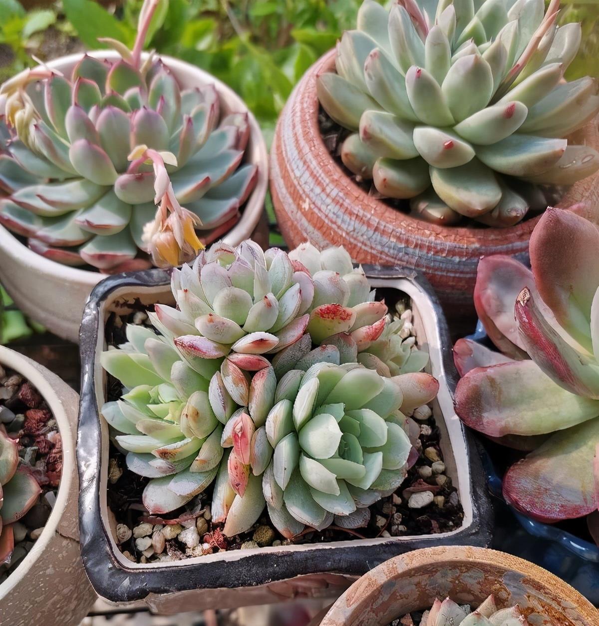 度夏|多肉植物度夏，有3招，到了秋天就变美，颜值更高了