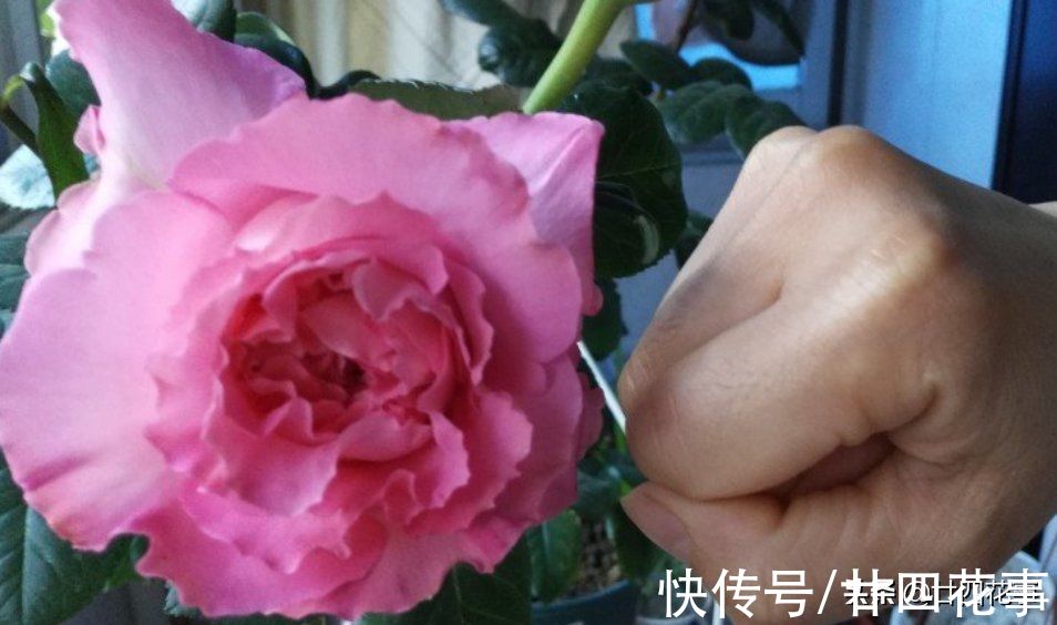 1种恶心的厨房废料，是月季的上好肥料，秋末埋一点，花朵大如拳