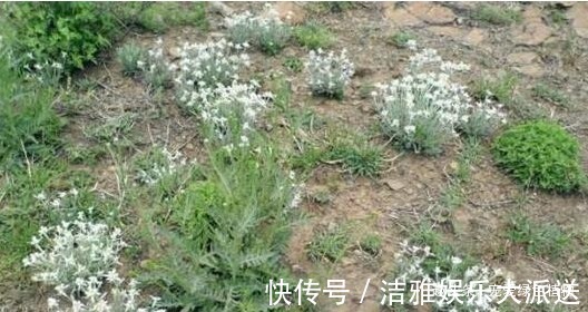 小野草|1种野草称“牛不吃”,对“青春痘”有奇效,如今50一斤也难买