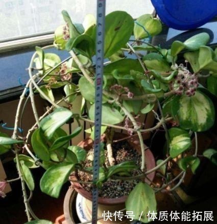 花卉|养花“嫌”住房没阳光,这4种花卉,适合阴凉处养护,同样能开花!