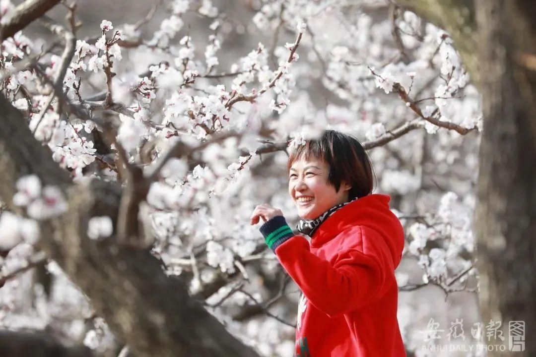 黄里杏花浪漫来袭！踏春、赏花，一起来玩！