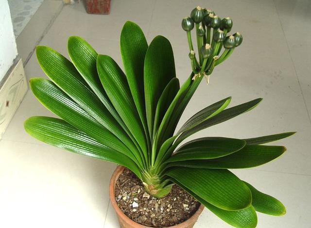 要想君子开花旺，不夹箭，光靠浇水施肥是不够的，小技巧要用上