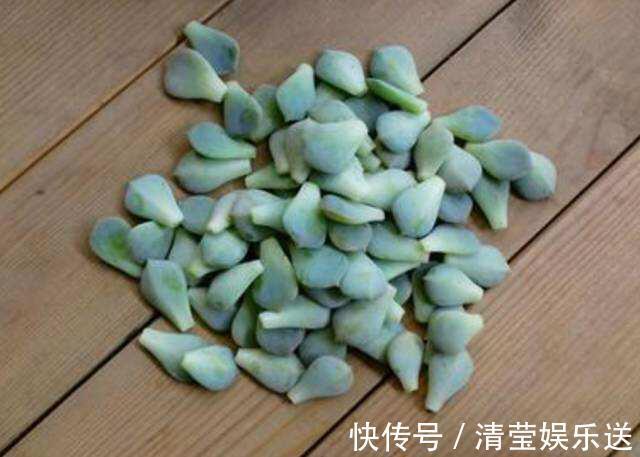 叶片|多肉叶插,记住3个小诀窍,生根发芽快,一棵变10棵,一盆变多盆