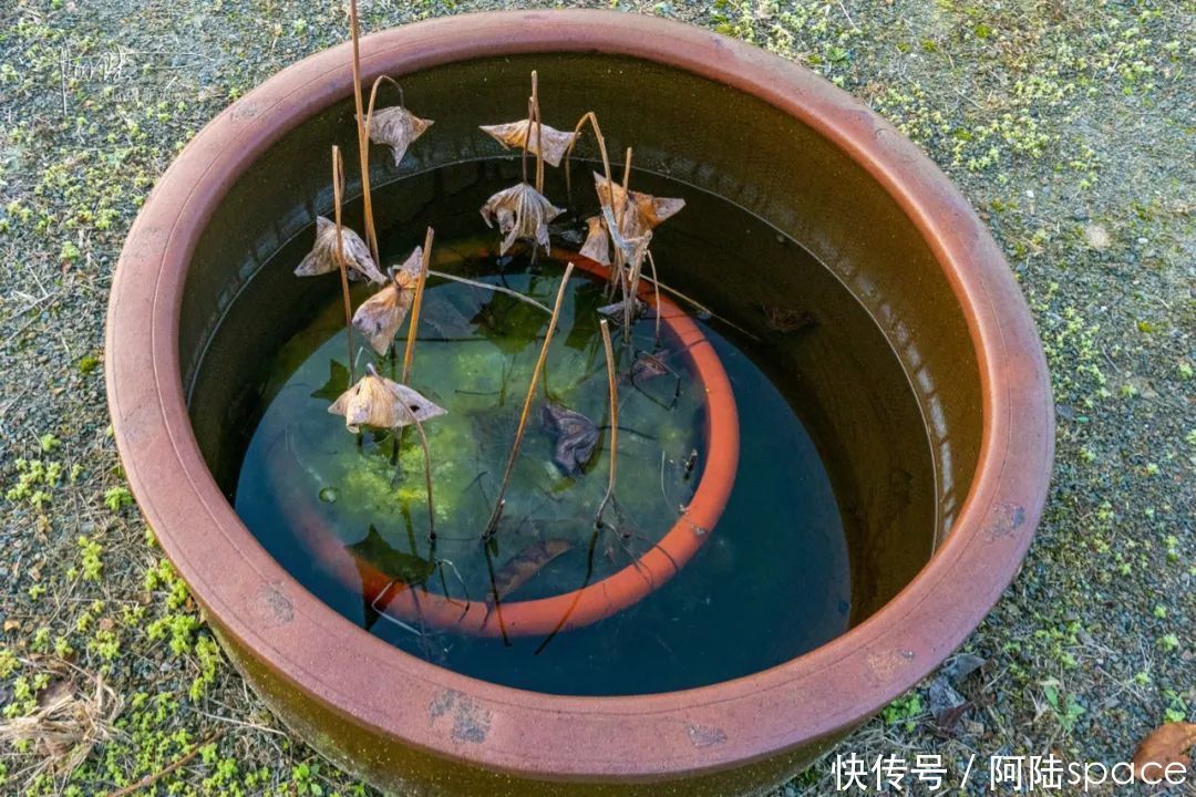 老年|刚发现植物园里有这么多腌咸菜的水缸，原来它们另有用处