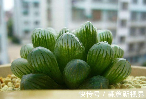 光照|办公室种多肉从没活过，种上如下几种分分钟爆盆，懒人大爱