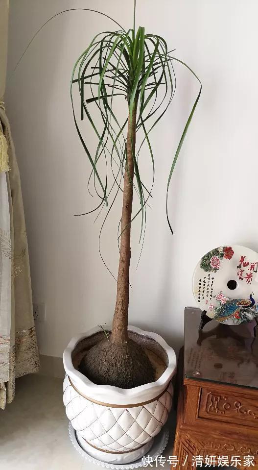 适合客厅养的5种“耐旱花”,30天不浇水也能爆盆,漂亮大气