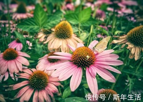 捡拾2种树皮回来养花，花盆里埋1点，不烂根、不黄叶，长的旺