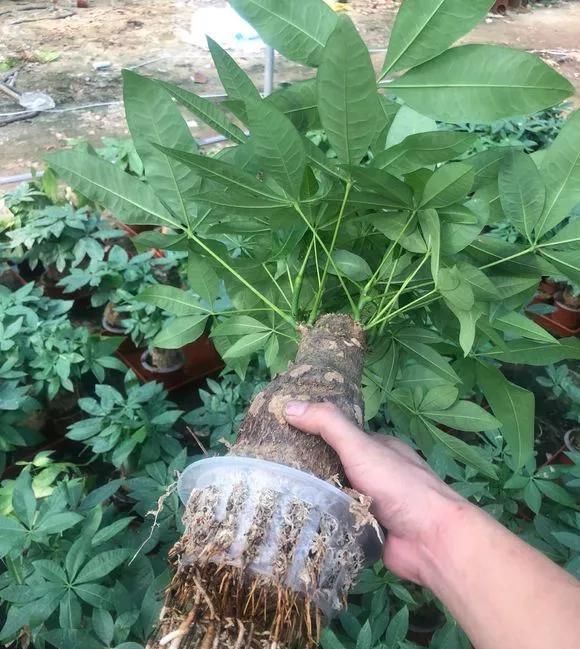 这3种花养不好，赶紧扔水里，越长越来劲