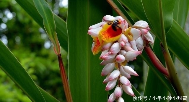 种植|最适合庭院、屋顶绿化种植的植物,各月开花顺序整理,不收藏吗?