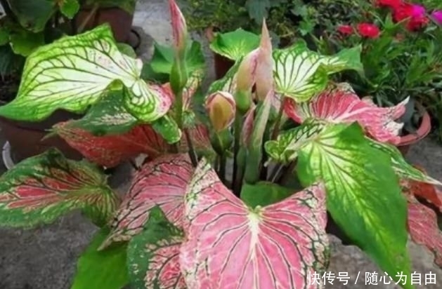 此款花草适合新手,厨房养2盆,漂亮又净化空气,还能蹭蹭长!