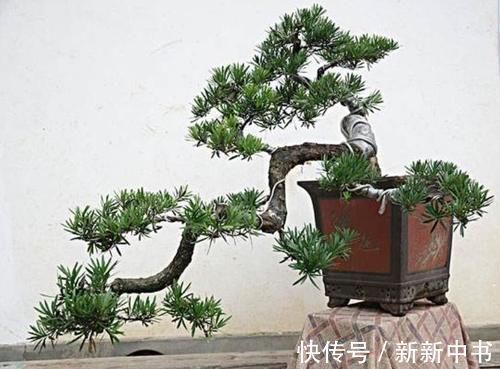 民间地区|民间宅院里,为何很多人钟情于盆景?原因藏在古话里