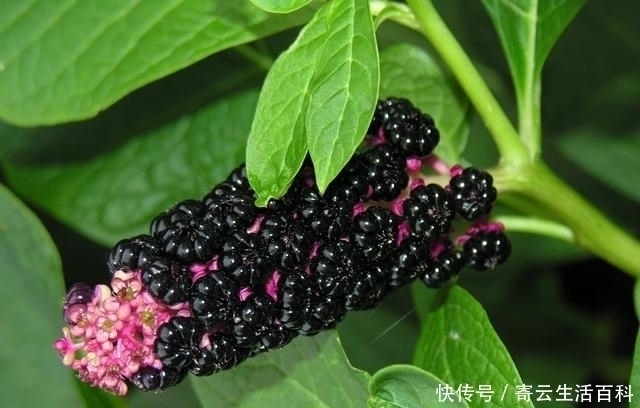 土萝卜|农村里一大“恶草”,被认为有毒,却不知根似人参,叶是极佳野菜