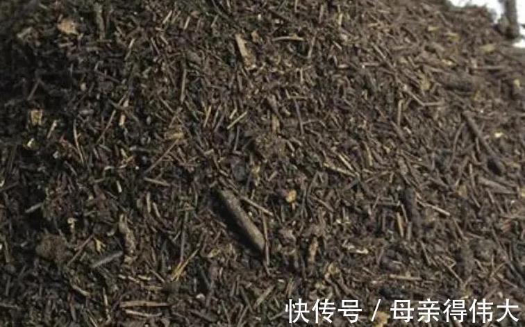 松针土可以养多肉吗,有什么好处,应该注意什么事项