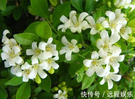 喜欢在阳台养护花卉,就可以选择花色艳丽,花期长,好养护的花卉