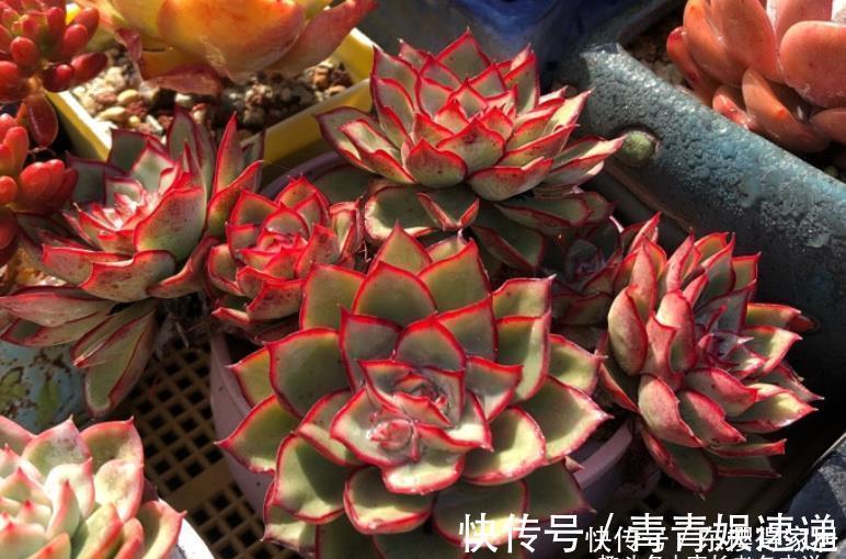 美杜莎|多肉长根就等于成活,但最难的就是发根,有啥办法能加速发根呢?