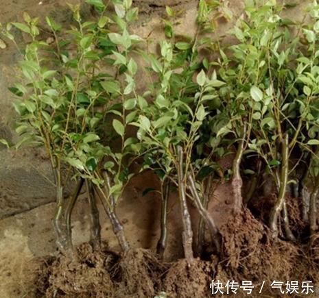 怪不得老公把发财树扔了,现阳台流行种此花卉,香飘满屋更迷人