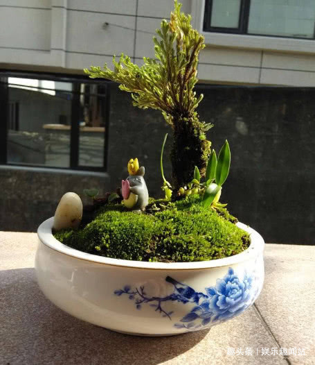 到墙脚挖点青苔做盆栽,没想到养出了微景观,太漂亮了