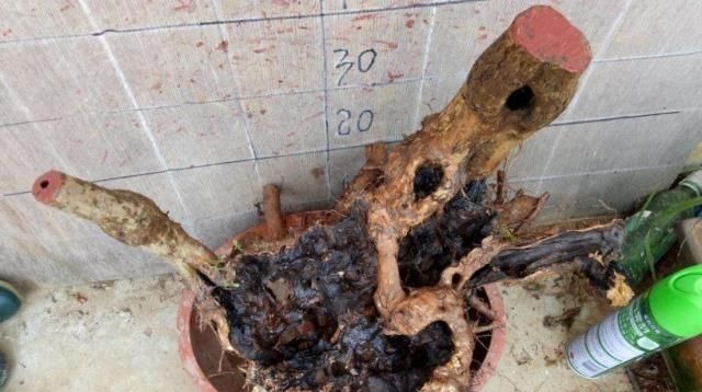 乡下一种“柴火木”，年年砍不绝，如今做成高档盆景，很受人欢迎