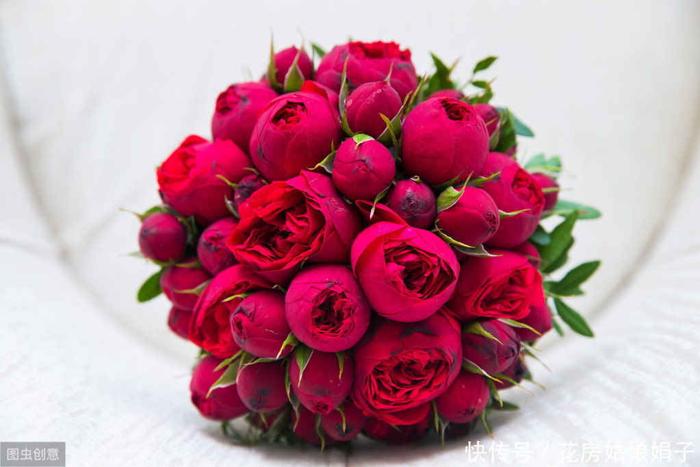 枝条|适合6月里扦插的6种花,插到纸杯里就生根,1根枝条就能成活