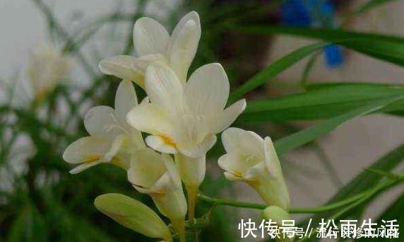 养花试试此4种,一次开花300朵,家里变成花园