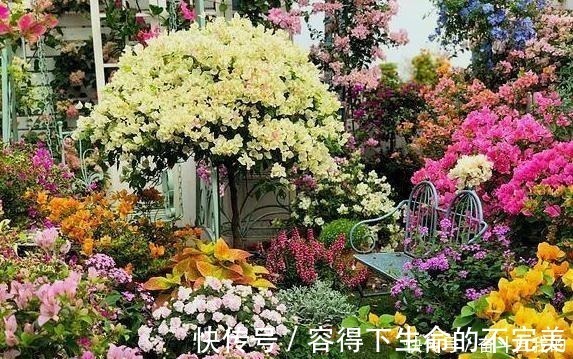 她在院里养了一种花,3年之后美如画,见到的人都说像仙境!