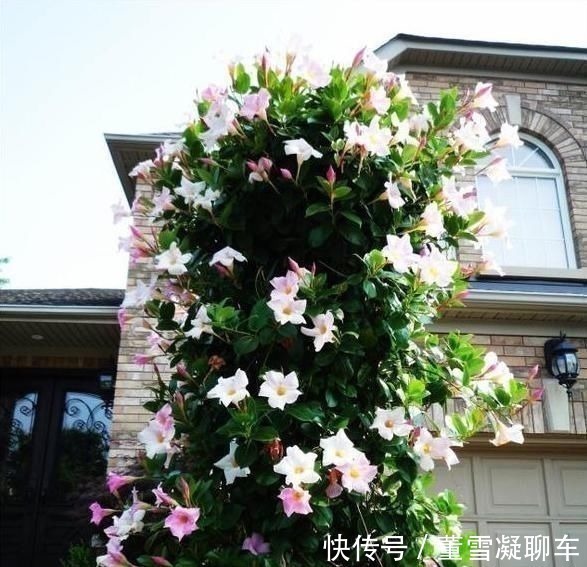 藤本|虎皮兰土里加这1种东西,不用再施肥,叶片都能蹭蹭长1米多高