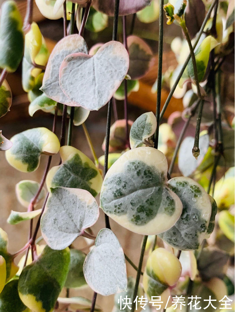 不耐晒的多肉，看看你家的有没有上榜，赶紧从太阳底下收起来