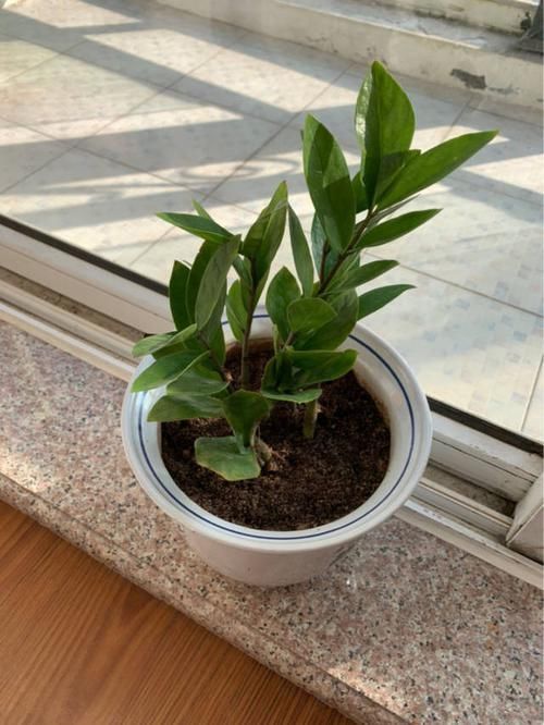 想让金钱树永远不黄叶,现在立马做好这些事,叶子油嫩宽厚真喜人