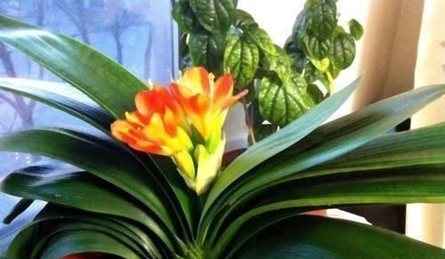 叶片|新养的君子兰,教你一招,不黄叶,不烂根,花箭呼呼冒